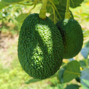 ţ͹ںУ524